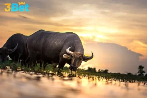 Không dễ để tìm ra con trâu số mấy trong lô đề