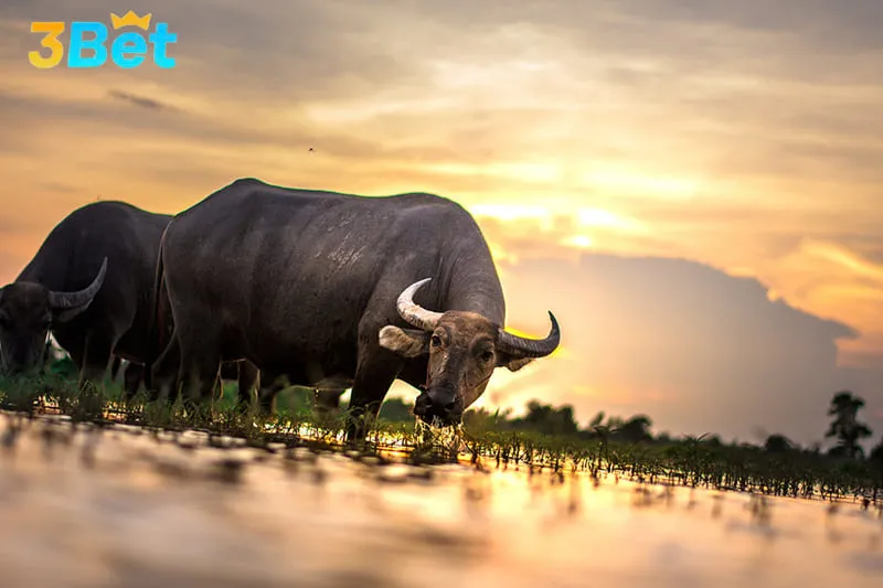 Không dễ để tìm ra con trâu số mấy trong lô đề