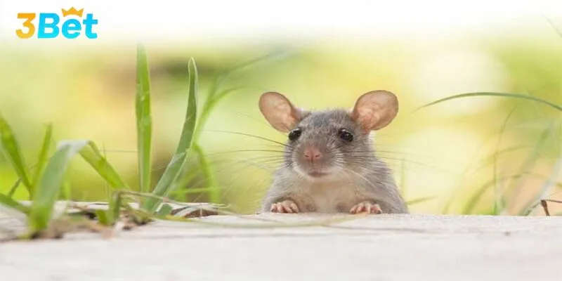 Nằm mơ thấy chuột không còn xa lạ