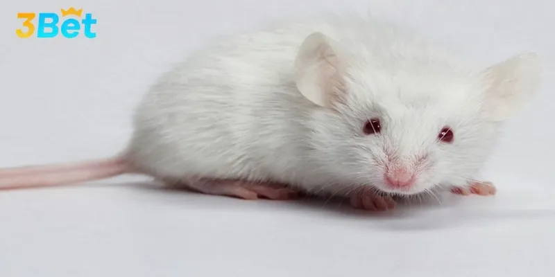 Có nhiều giấc mơ liên quan đến chuột khác nhau