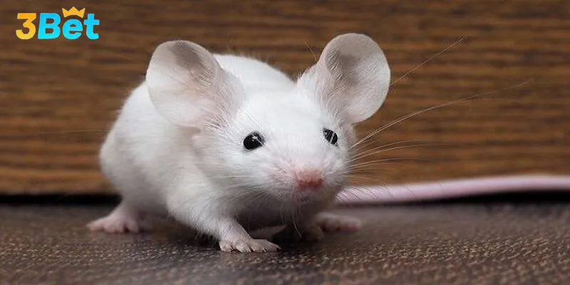 Giấc mơ liên quan đến chuột mang nhiều sắc thái