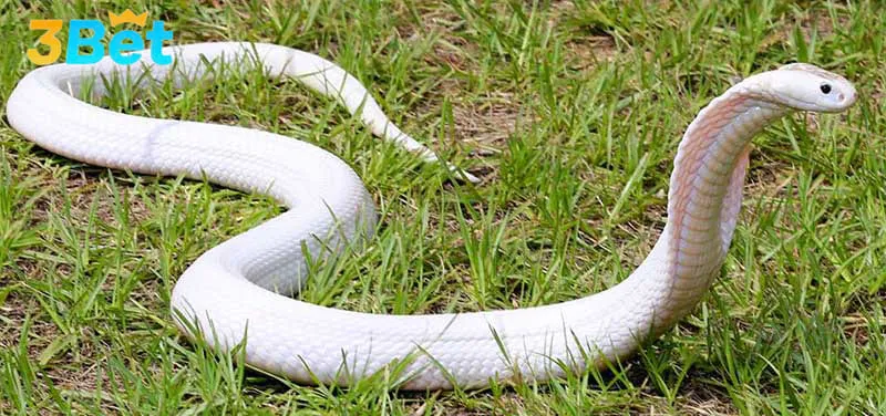 Giấc mơ liên quan đến rắn mang nhiều ý nghĩa