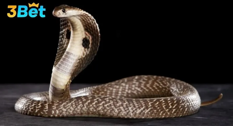 Dựa vào nhiều yếu tố để biết nằm mơ thấy rắn đánh con gì