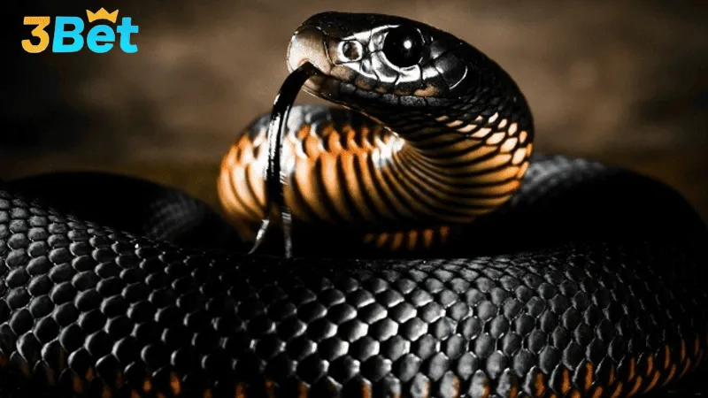 Thắc mắc nằm mơ thấy rắn đánh con gì rất phổ biến